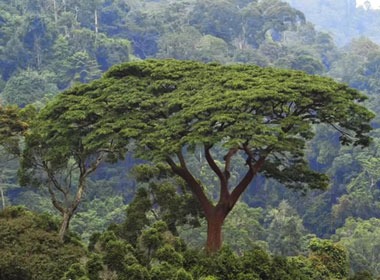 floresta-densa-angolana